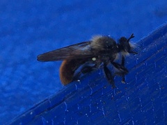 Laphria janus
