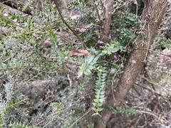 Melaleuca squarrosa