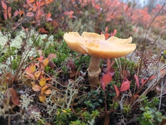 Cortinarius