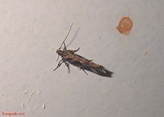 Aristotelia fungivorella