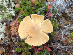 Cortinarius