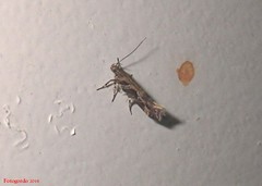 Aristotelia fungivorella