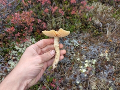Cortinarius
