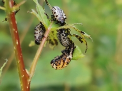 Chrysomela populi