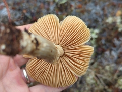 Cortinarius