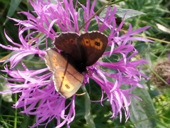 Erebia euryale
