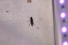 Ozodiceromyia