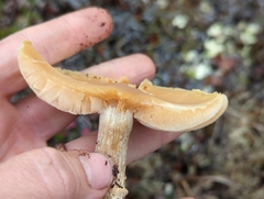 Cortinarius