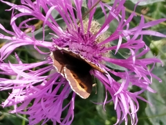 Erebia euryale