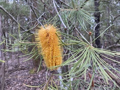 Banksia cunninghamii
