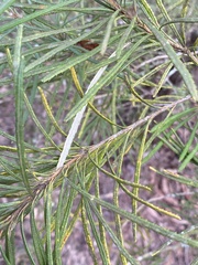 Banksia cunninghamii