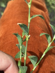 Polygonum aviculare