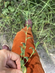 Polygonum aviculare