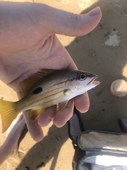 Lutjanus fulviflamma