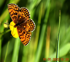Melitaea athalia