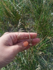 Agrostis stolonifera