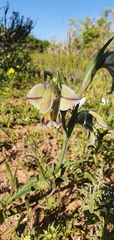 Gladiolus orchidiflorus