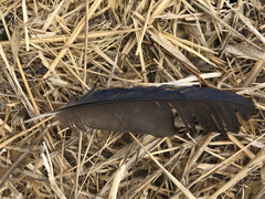 Corvidae