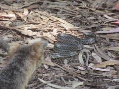 Pituophis catenifer pumilus