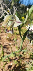Gladiolus orchidiflorus