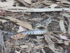 Pituophis catenifer pumilus
