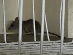 Rattus exulans