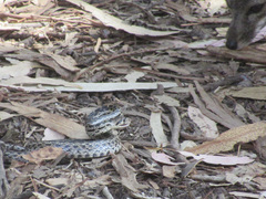 Pituophis catenifer pumilus