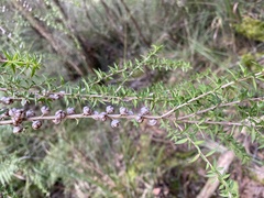 Leptospermum continentale