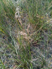 Agrostis stolonifera