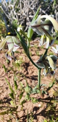 Gladiolus orchidiflorus