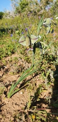 Gladiolus orchidiflorus