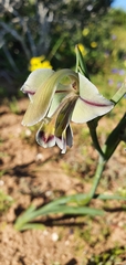 Gladiolus orchidiflorus