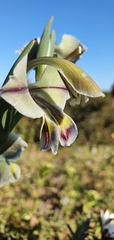 Gladiolus orchidiflorus