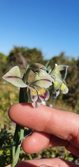 Gladiolus orchidiflorus