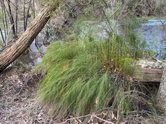 Baloskion tetraphyllum