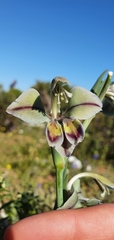 Gladiolus orchidiflorus