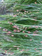 Baloskion tetraphyllum