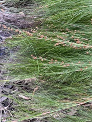 Baloskion tetraphyllum