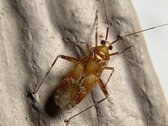 Arhyssus