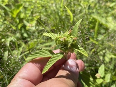 Malvastrum coromandelianum