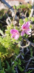 Pelargonium hirtum