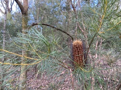 Banksia cunninghamii
