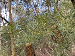 Banksia cunninghamii