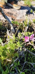 Pelargonium hirtum