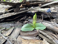 Chiloglottis valida