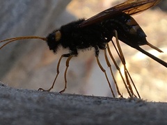 Urocerus flavicornis