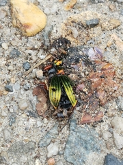 Carabus auronitens