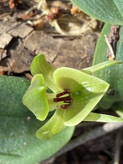 Chiloglottis valida