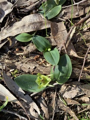 Chiloglottis valida
