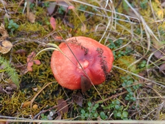 Russula rhodocephala